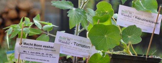 Tomatenpflanzen mit Bonn im Wandel Etikett