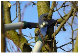 Obstbaumschnittkurs