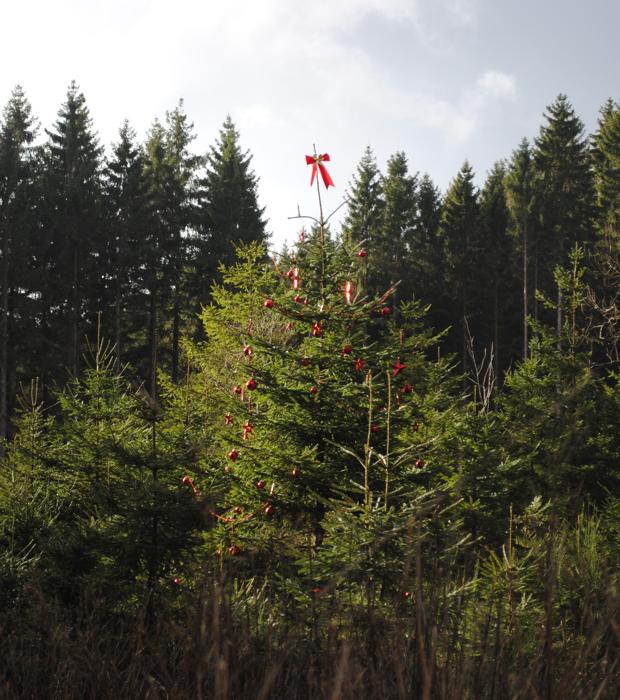 Nachhaltige Weihnachtsbäume geliefert von Bolle und Boll·E – für einen guten Zweck