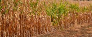 Klimafolgen- Verdorrter Mais