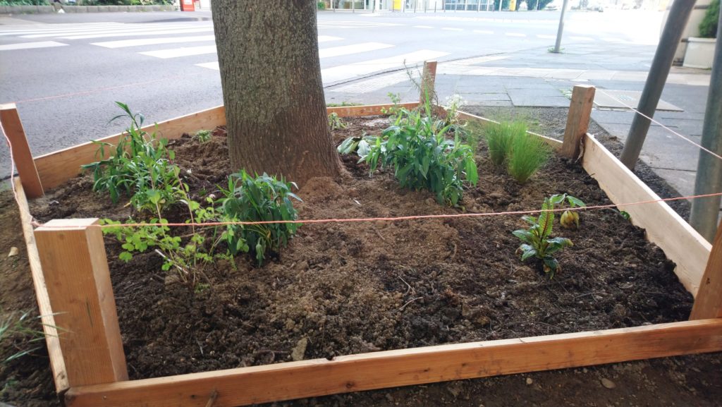 Baumbeet im Mackeviertel mit 5 Pflanzen und Holzumrandung -quer