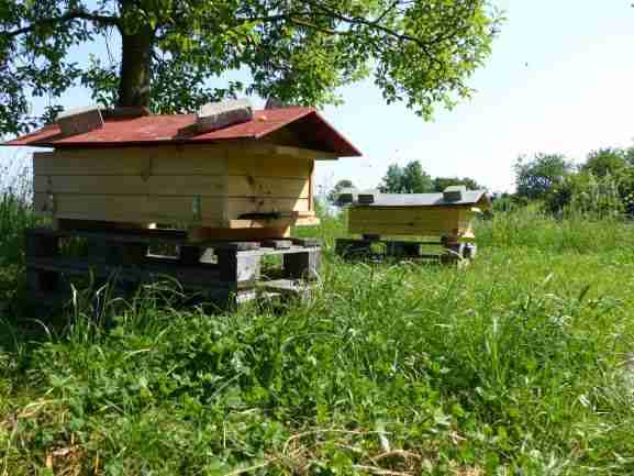 1.&2. Februar: Kurs Bienenhaltung + Bienenkiste bauen