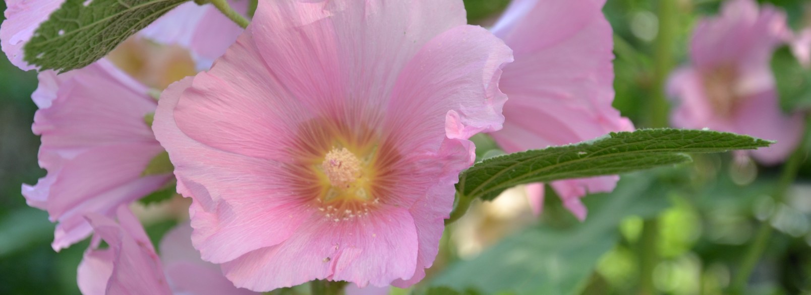 Blume Stockrose Rosa
