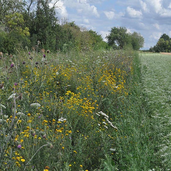 Vortragsreihe: Wege aus der Krise - Möglichkeiten biodiversitätsschonender Landnutzung