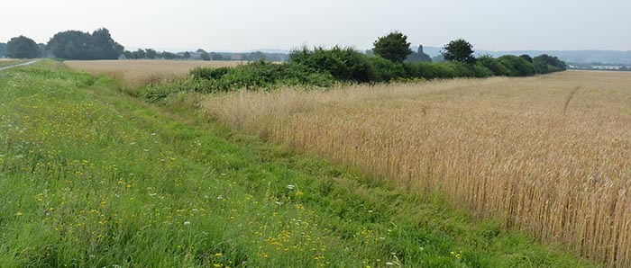 Online-Vortrag: Wie lassen sich Zielkonflikte zwischen Landwirtschaft und Biodiversitätsschutz auflösen?