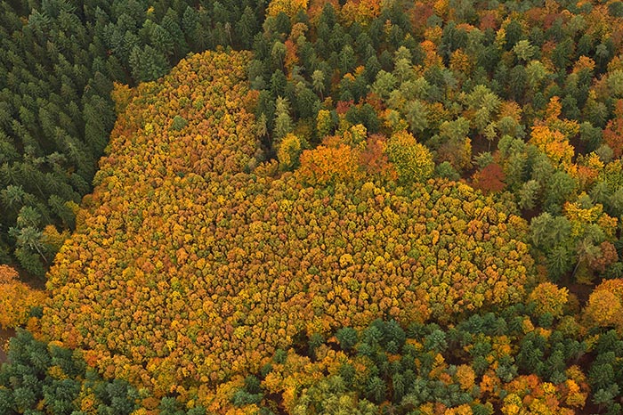 Bedeutung und Potenzial der Wälder für Klima- und Artenschutz - Wege aus der Waldkrise