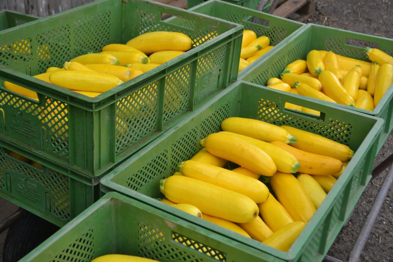 Gelbe Zucchini in grünen Kisten