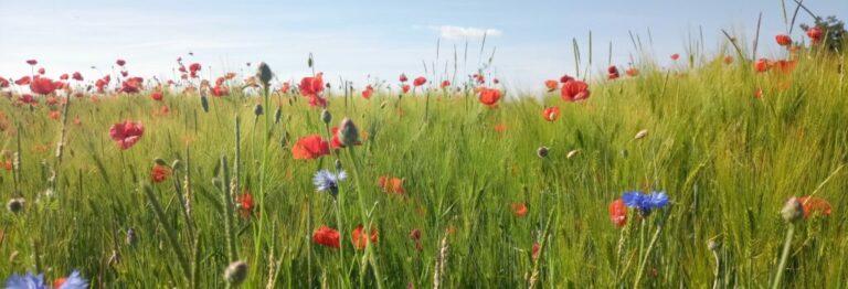Kornfeld mit Mohnblumen, Foto: Gesa Maschkowski