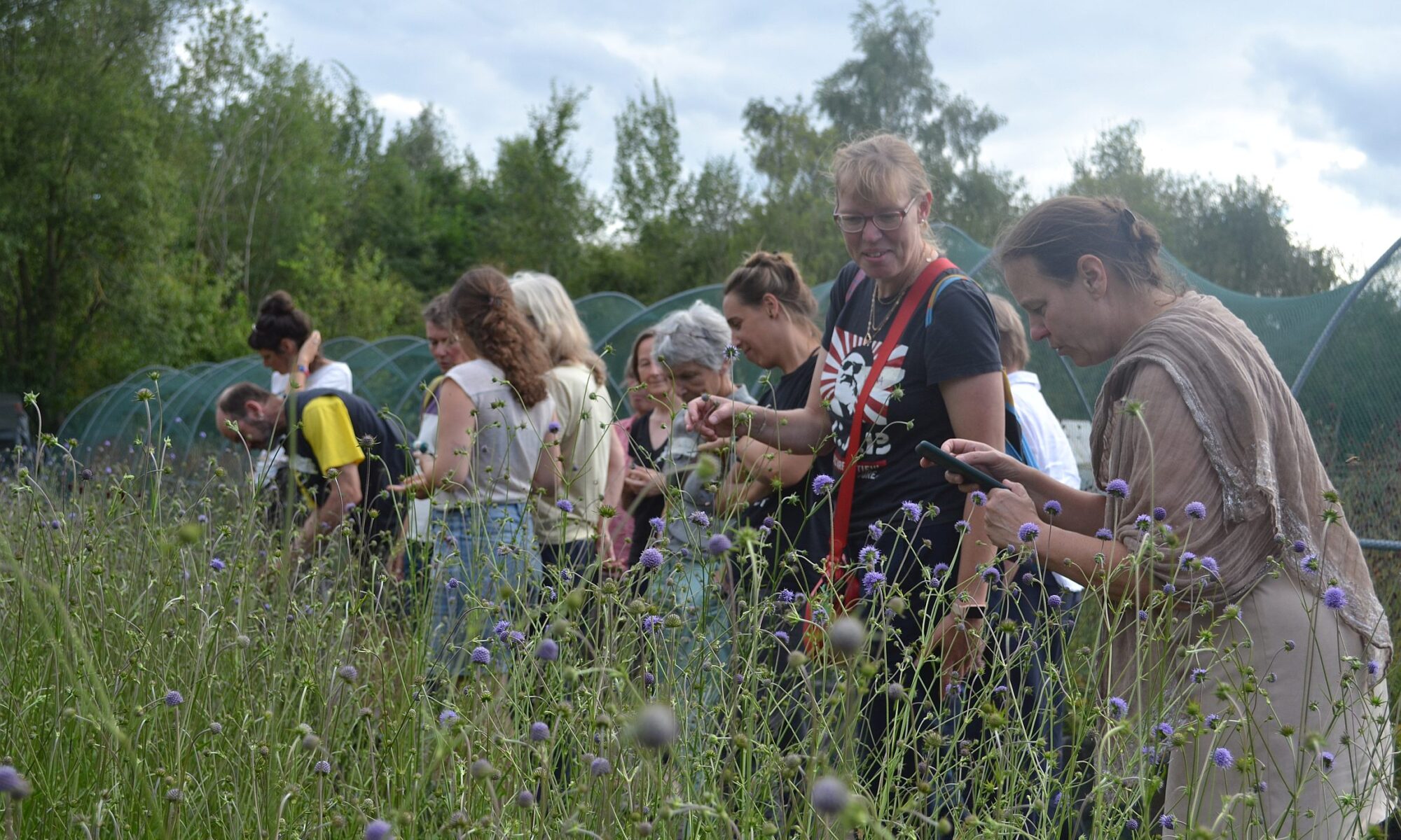 Blühbotschafter_innen gucken sich Blüten des Wiesenknopfes an, die von der Biostation angebaut werden