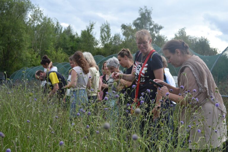 Blühbotschafter_innen gucken sich Blüten des Wiesenknopfes an, die von der Biostation angebaut werden