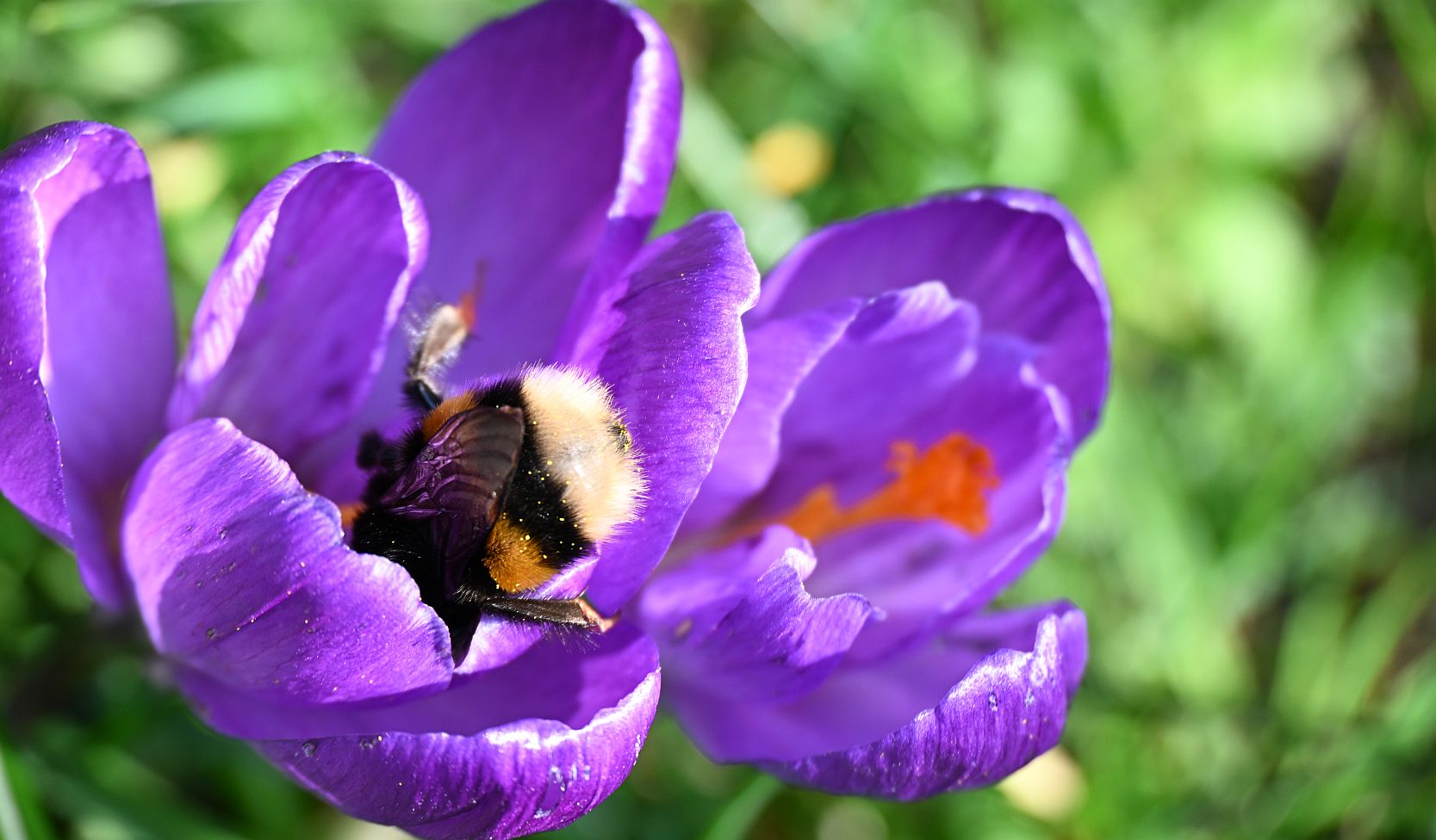 Hummel taucht in Lila Krokusblüte, nur der Hintern guckt raus